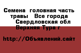 Семена (головная часть))) травы - Все города  »    . Свердловская обл.,Верхняя Тура г.